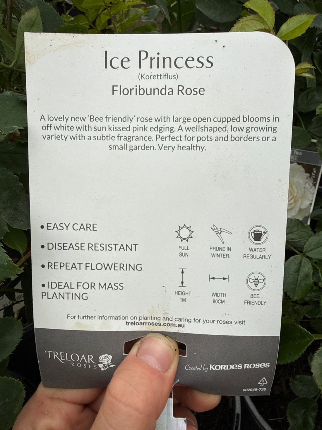 Rose 'Ice Princess'