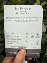 Rose 'Ice Princess'