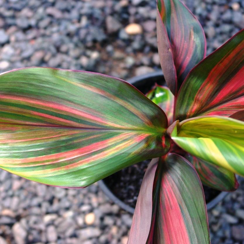 Cordyline Willy's Gold (Cordyline fruticosa) - Ladybird Nursery