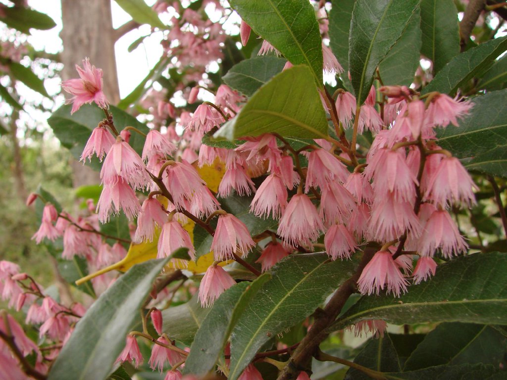 Blueberry Ash Tree (Elaeocarpus reticulatus)