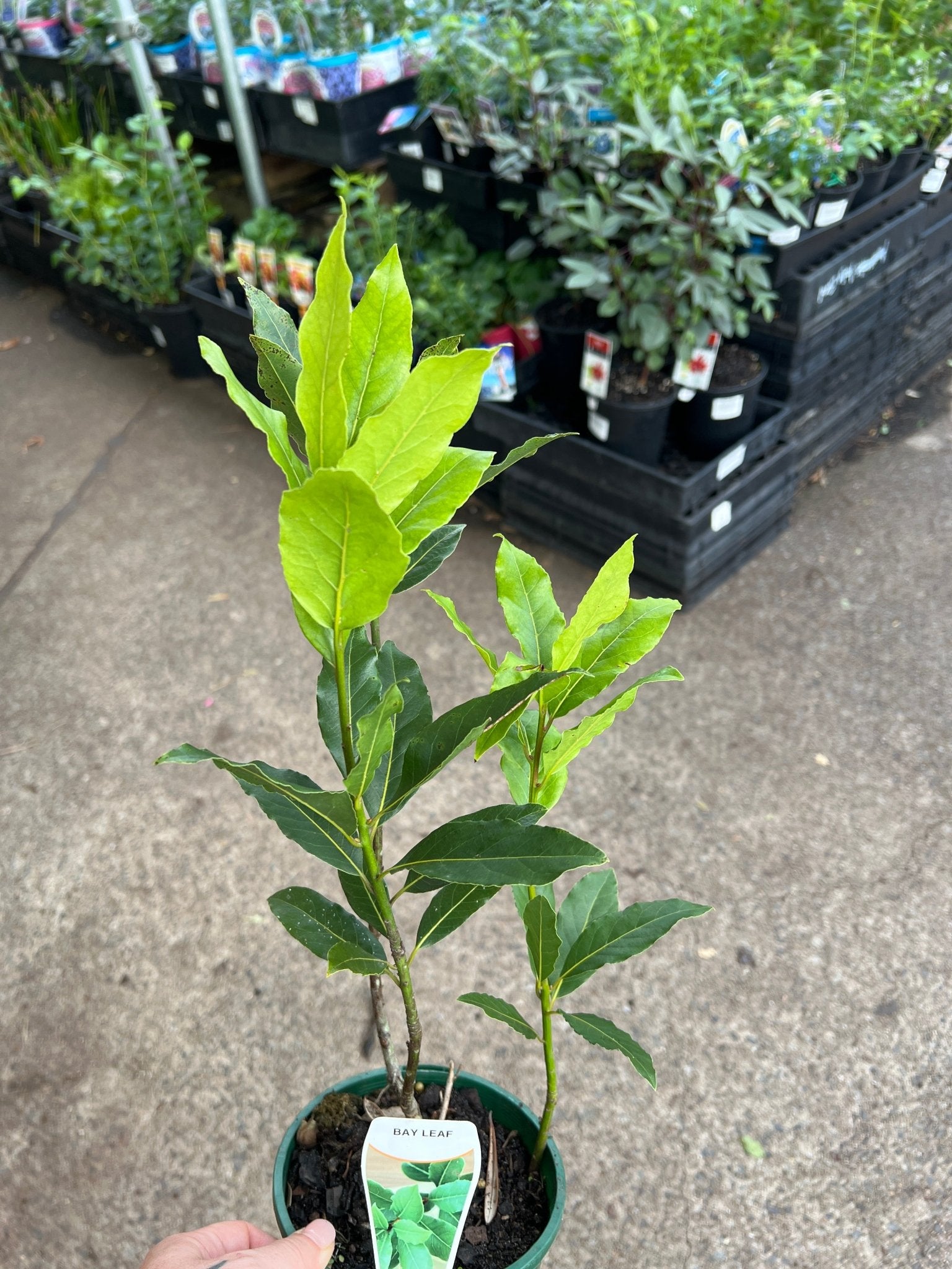 Bay Leaf (Laurus nobilis) - Ladybird Nursery