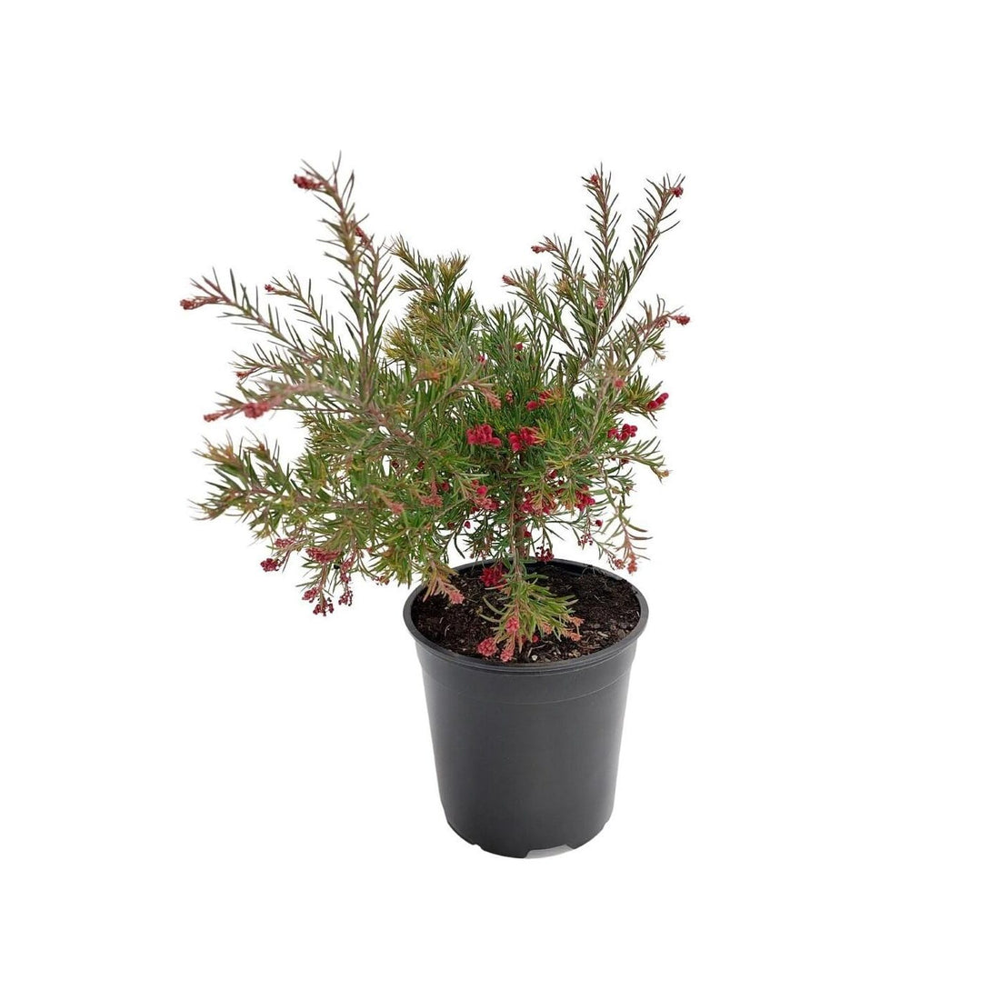 Grevillea Cherry Ripe - Ladybird Nursery