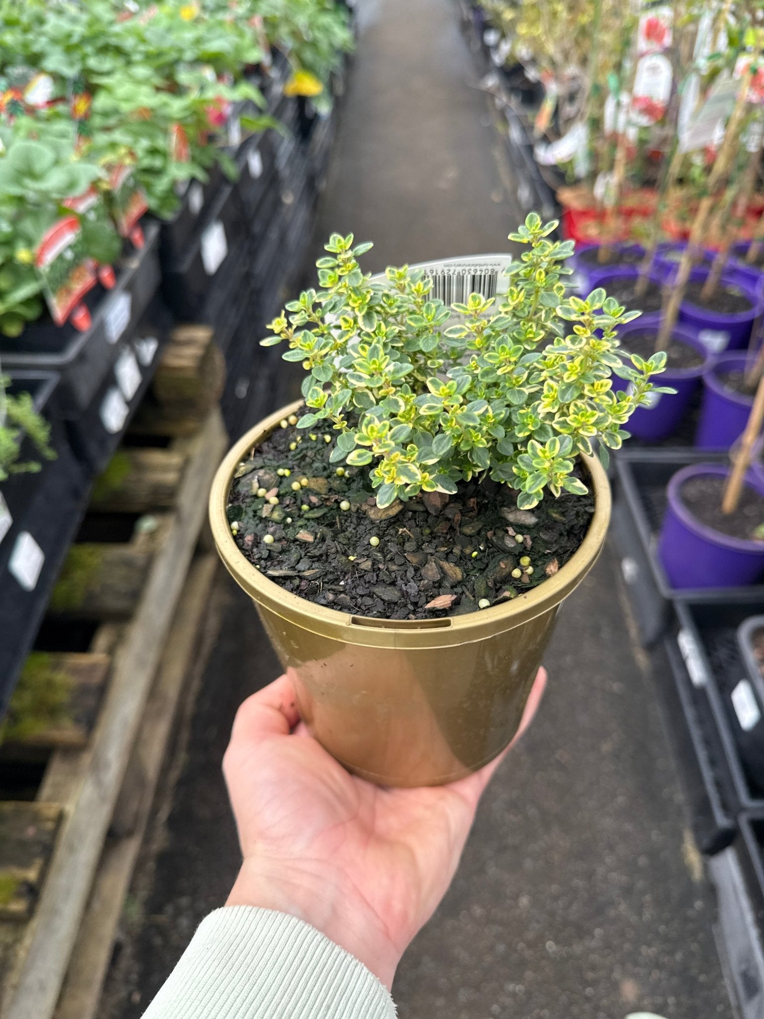 Variegated Lemon Thyme - Ladybird Nursery