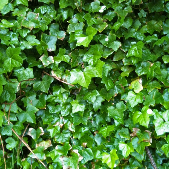 English Ivy Green (Hedera helix)