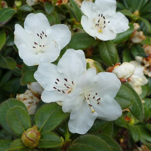 Rhododendron Snow Lady - Ladybird Nursery