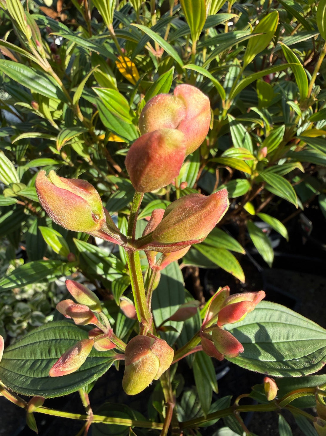 Tobouchina Purple Star (Tibouchina) - Ladybird Nursery