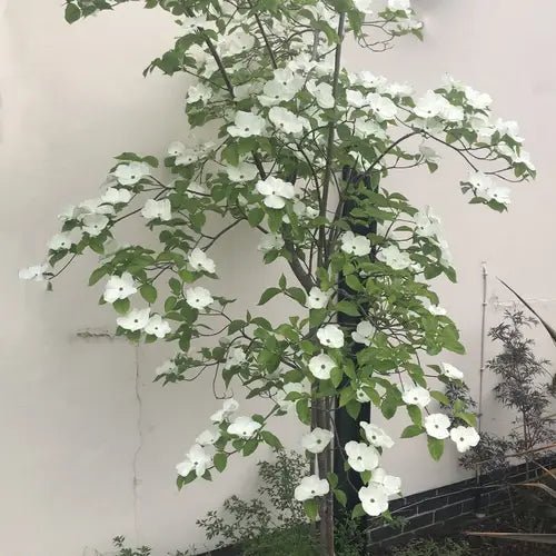 Dogwood x florida Eddies White Wonder (Cornus nuttallii) - Ladybird Nursery