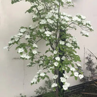 Dogwood x florida Eddies White Wonder (Cornus nuttallii) - Ladybird Nursery