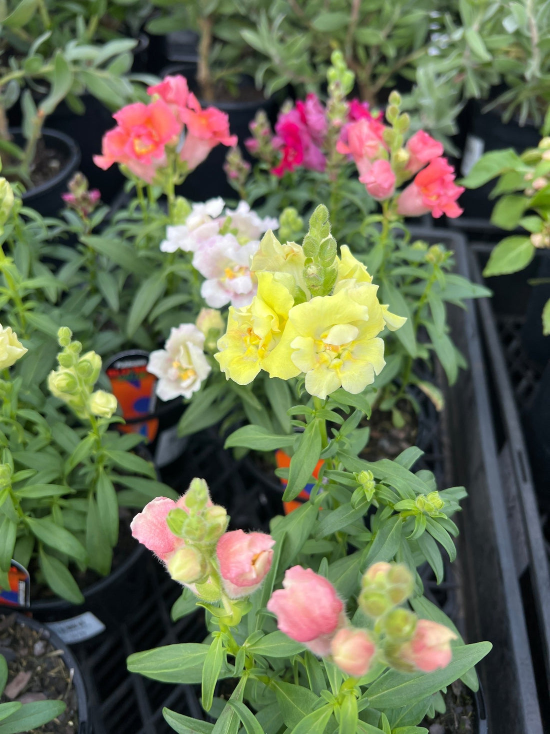 Snapdragon Double (Antirrhinum majus) - Ladybird Nursery