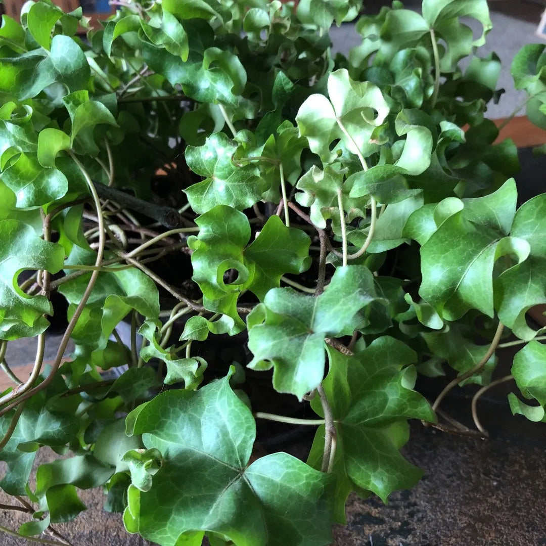 English Ivy Parsley Crested (Hedera helix)