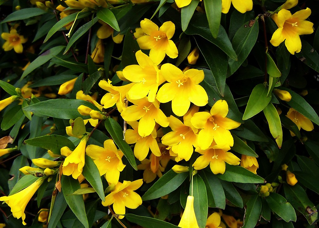Carolina Jessamine (Gelsemium sempervirens)