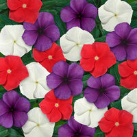 Periwinkle Tattoo™ Mix (Vinca) - Ladybird Nursery