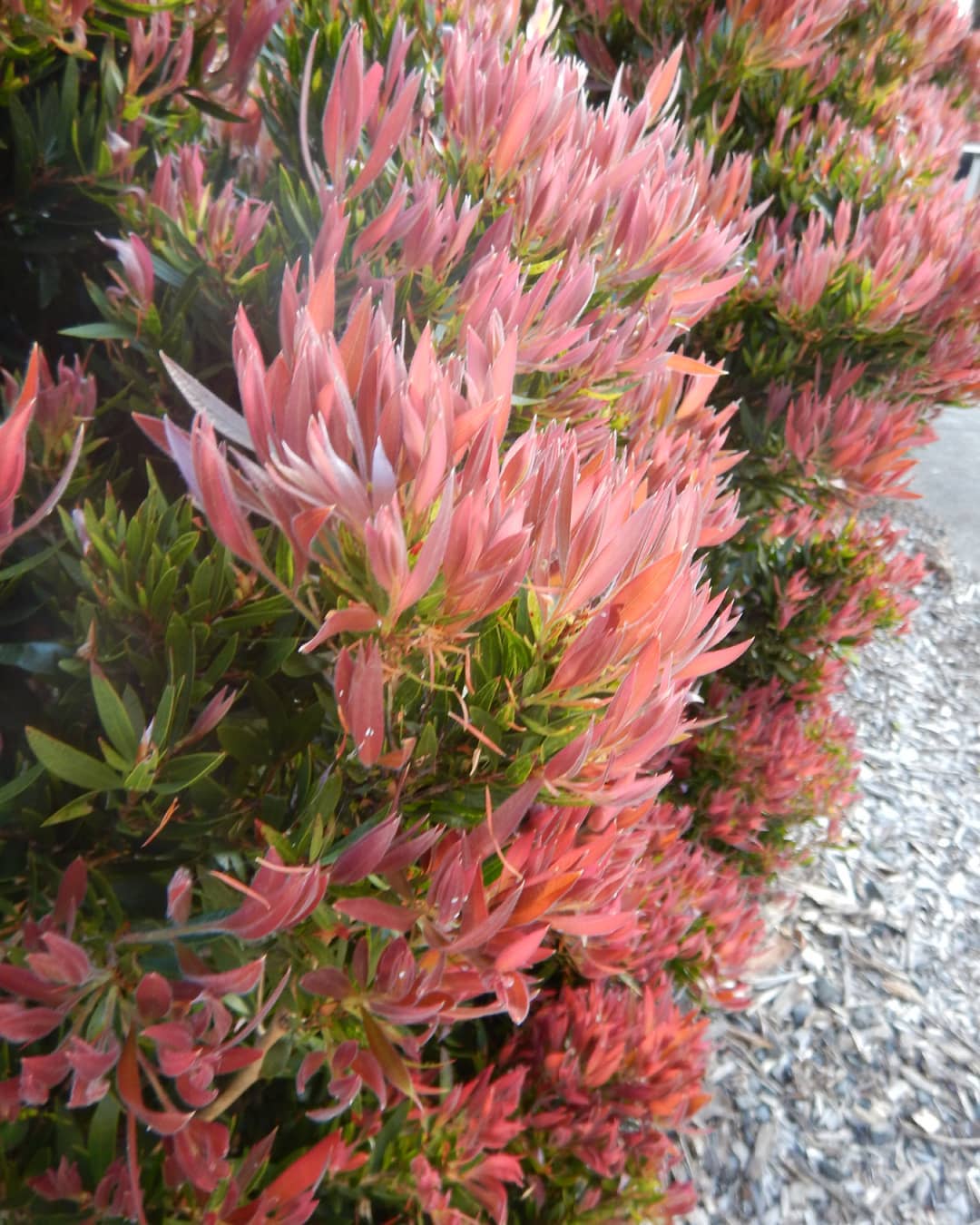 Bottlebrush Baby Glow(Callistemon)