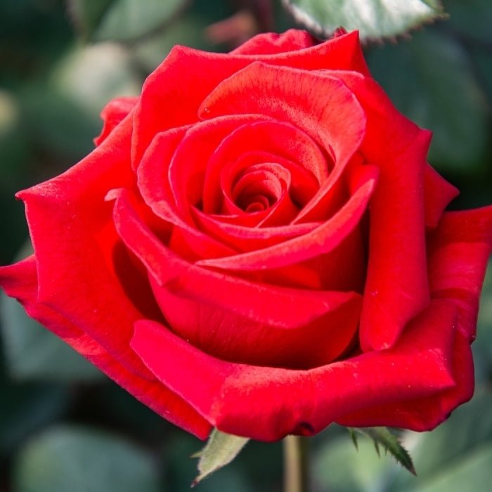 Rose Kardinal 2 ft Standards (Rosa) - Ladybird Nursery