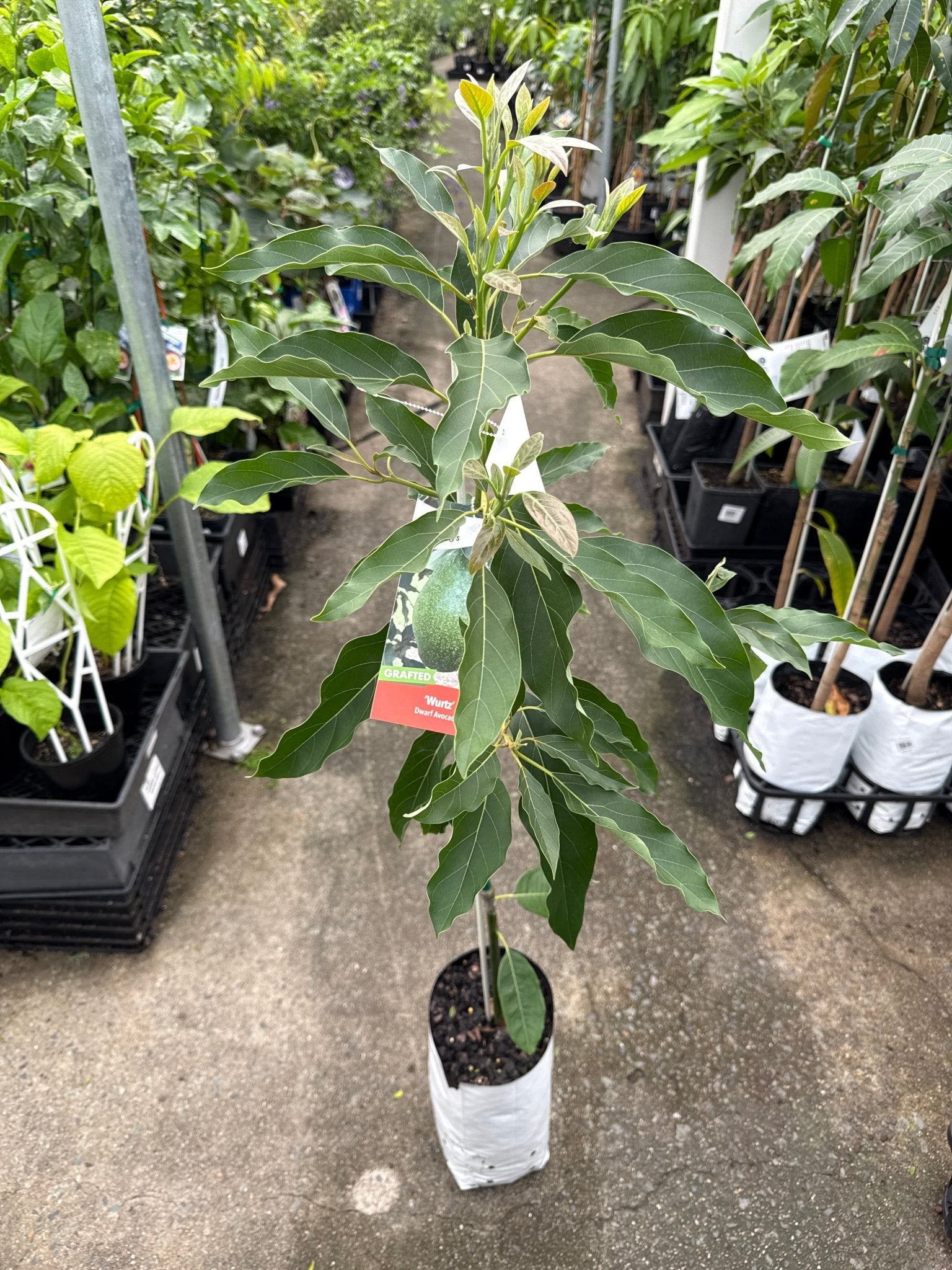 Dwarf Avocado Wurtz (A) - Ladybird Nursery