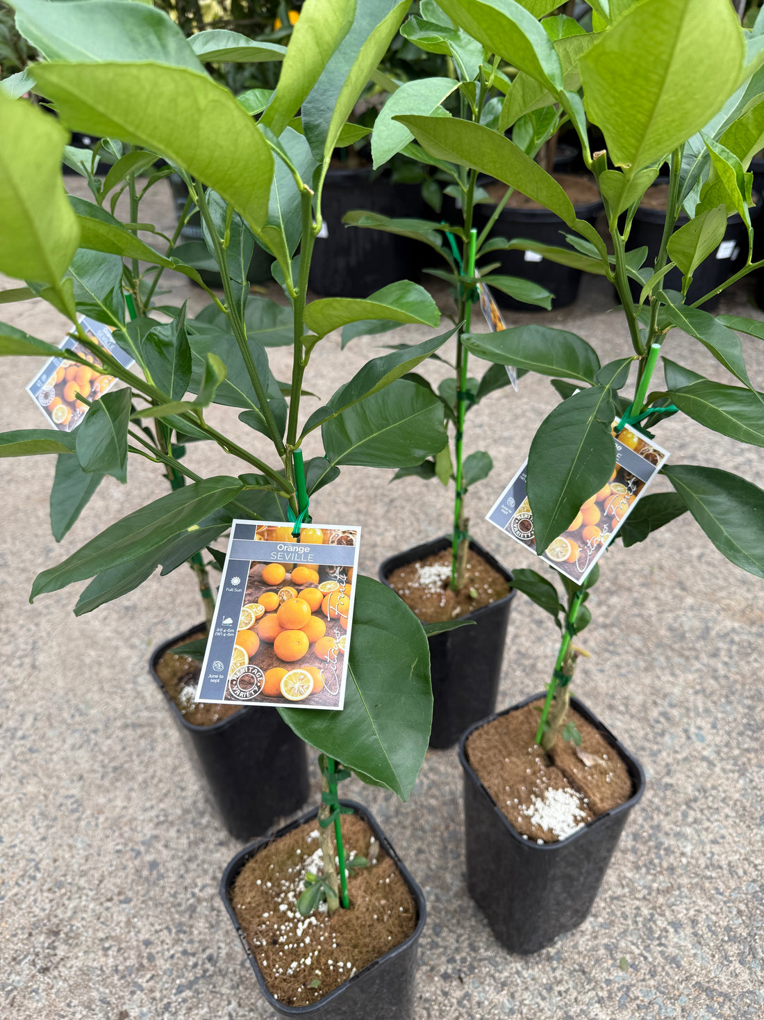 Seville Orange 'Bittersweet' (QLD Only)