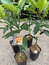 Seville Orange 'Bittersweet' (QLD Only)