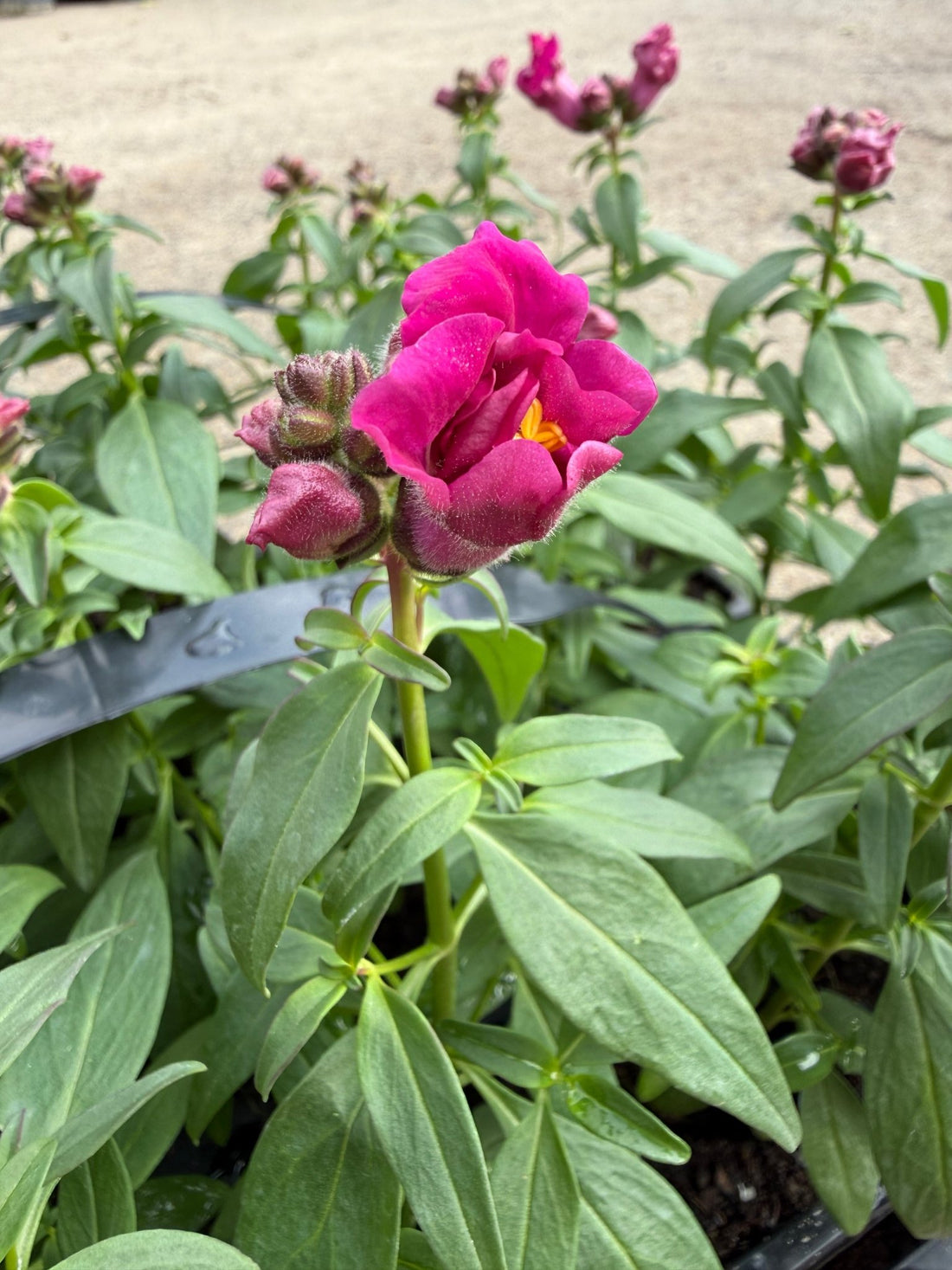 Snapdragon 'Double Violet' 10 Cell (PICK UP ONLY)