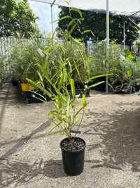 Hardenbergia 'MEEMA' - Ladybird Nursery
