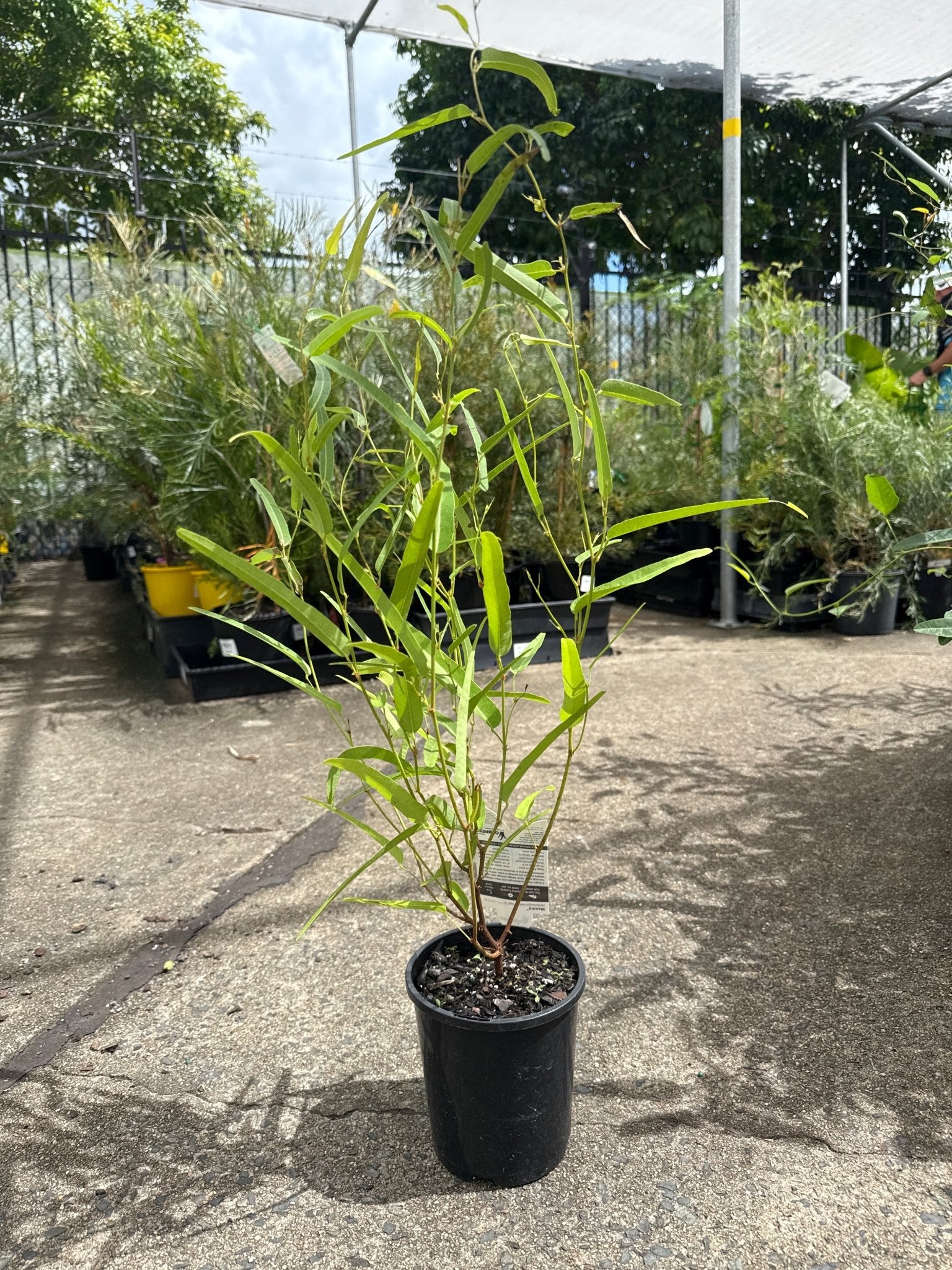 Hardenbergia 'MEEMA' - Ladybird Nursery