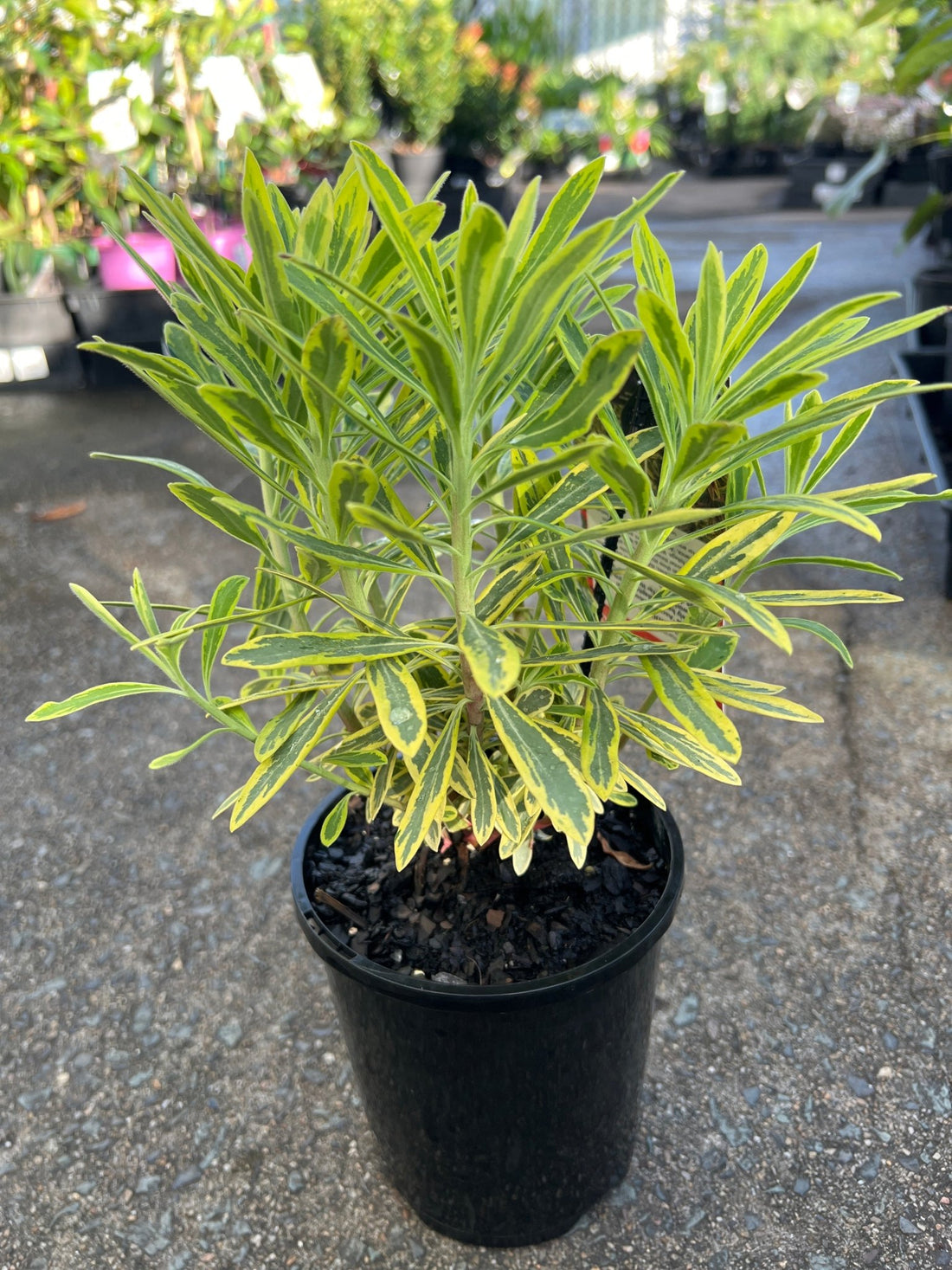 Rainbow Spurge 'Ascot Rainbow' (Euphorbia x Martinii) - Ladybird Nursery