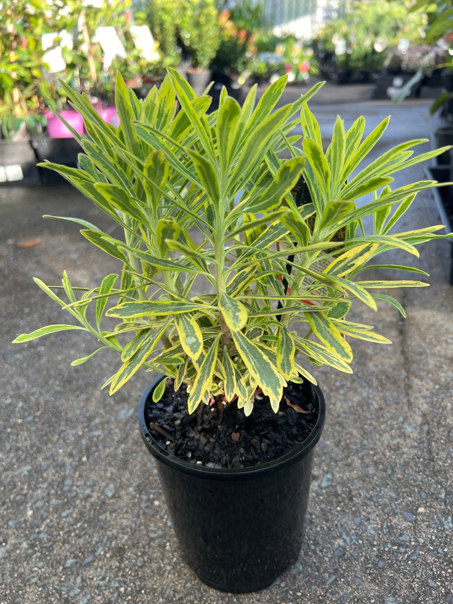 Rainbow Spurge 'Ascot Rainbow' (Euphorbia x Martinii) - Ladybird Nursery