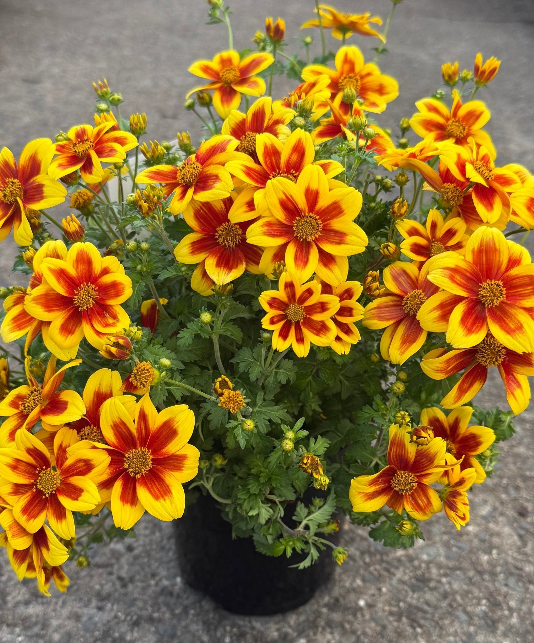 Bidens ferulifolia 'Bidy Boom Red Eye' - Ladybird Nursery