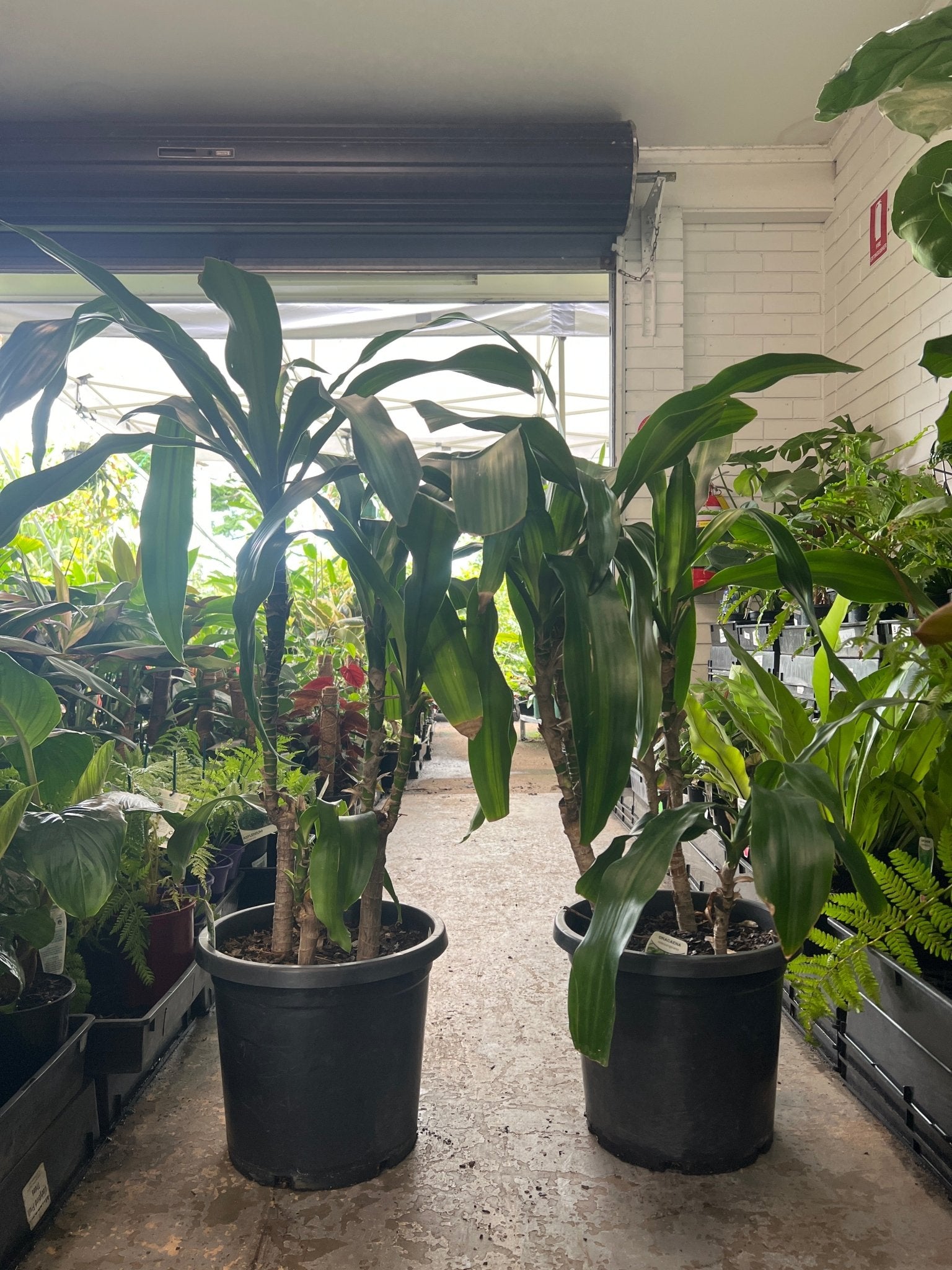 Dracaena massangeana large 300mm (PICK UP ONLY) - Ladybird Nursery