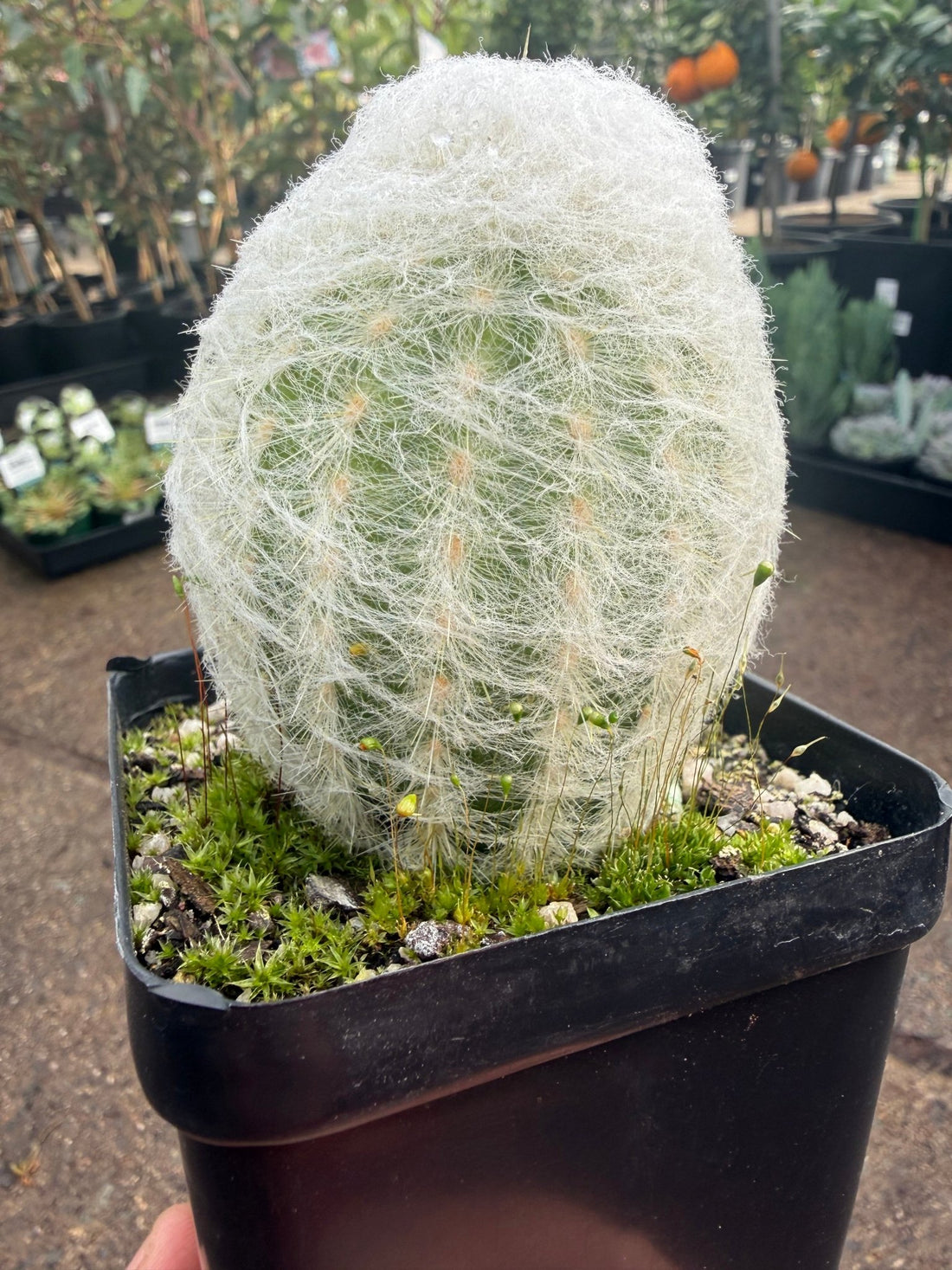 Peruvian Old Lady Cactus (Espostoa melanostele) - Ladybird Nursery