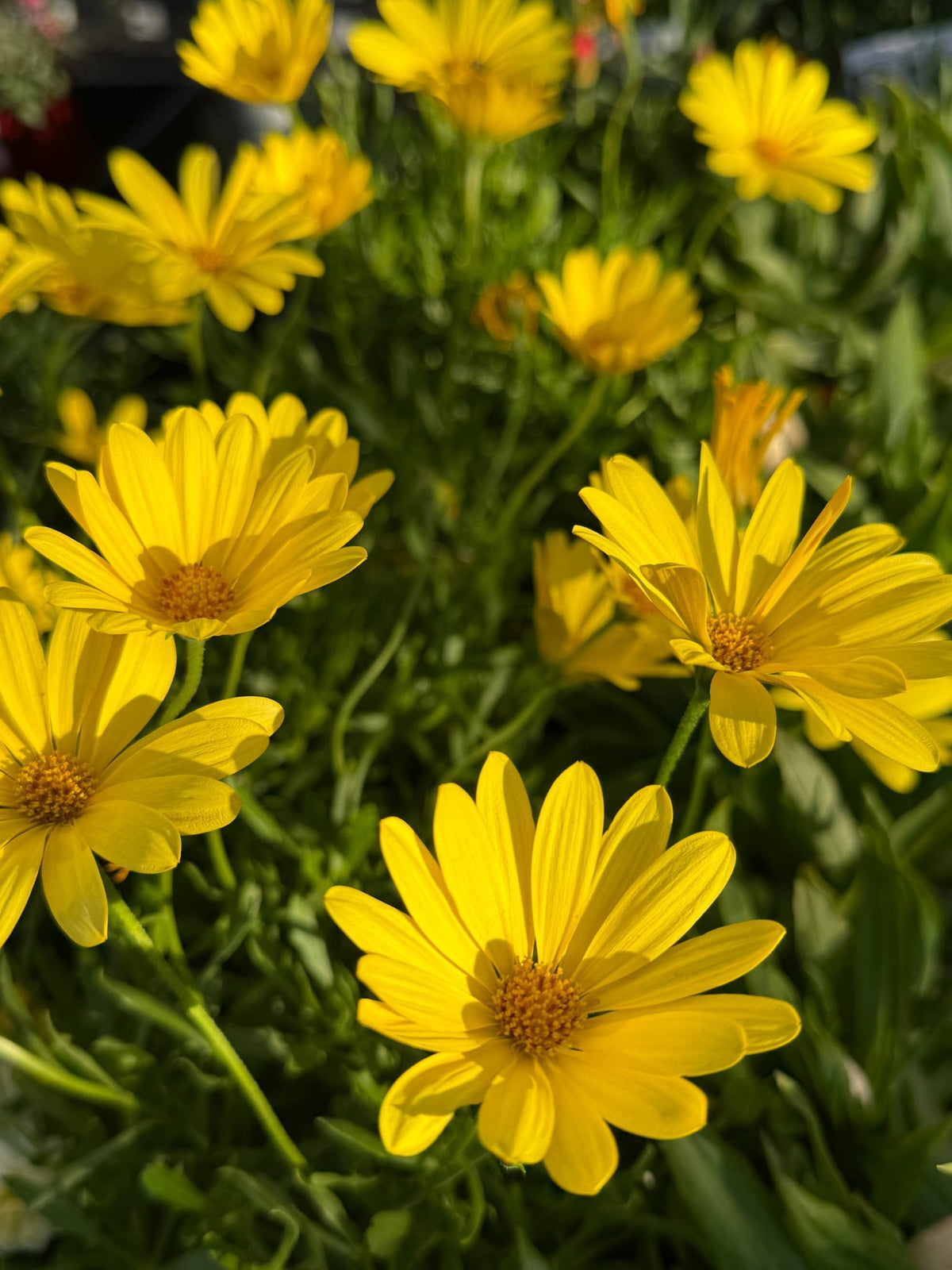 African Daisy Voltage™ 'Yellow' (Osteospermum) - Ladybird Nursery