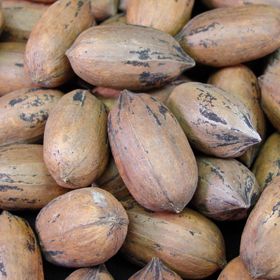 Pecan Mohawk (B) SP - Ladybird Nursery