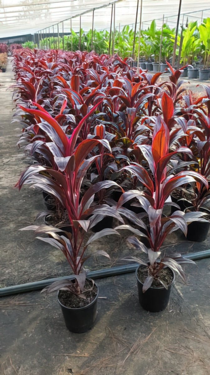Cordyline Fire Fountain (Cordyline fruticosa) - Ladybird Nursery