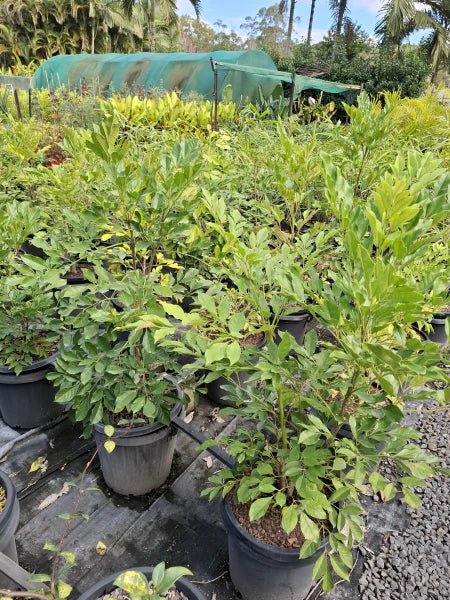 Radermachera Everlasting Beauty - Ladybird Nursery