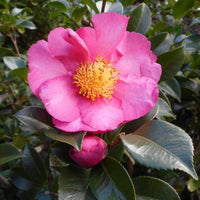 Sasanqua Camellia Queenslander (Camellia sasanqua)
