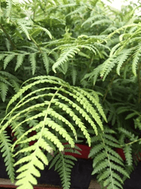 Soft Tree Fern (Dicksonia antarctica) - Ladybird Nursery