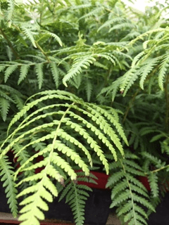 Soft Tree Fern (Dicksonia antarctica) - Ladybird Nursery