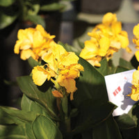 Canna South Pacific Yellow (Canna) - Ladybird Nursery