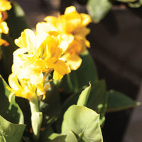 Canna South Pacific Lemon (Canna)