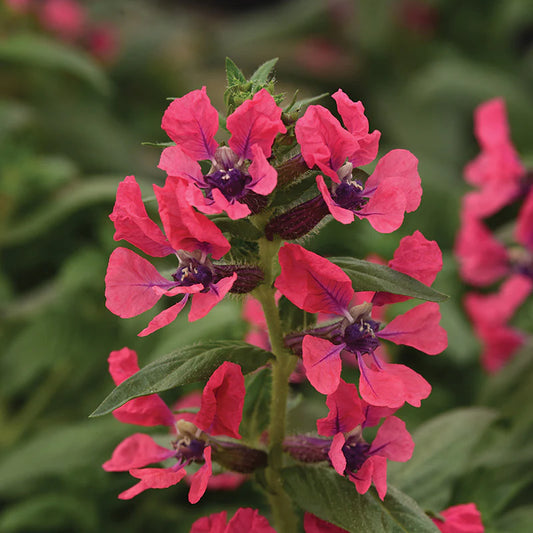 Cuphea Pink (Cuphea spp.)