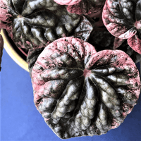Peperomia Pink Lady Ripple (Peperomia caperata)