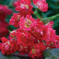 Rose DRIFT® Assorted (Rosa)