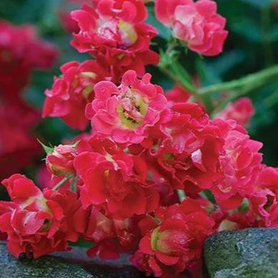 Rose DRIFT® Assorted (Rosa)