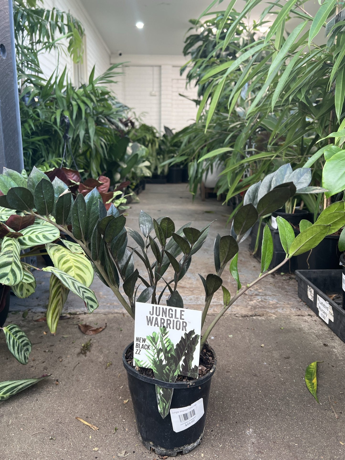 Jungle Warrior Black Zanzibar Gem