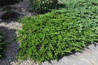Savin Juniper Tamariscifolia (Juniperus sabina)
