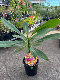 Frangipani Puu Kahea (Plumeria rubra) - Ladybird Nursery