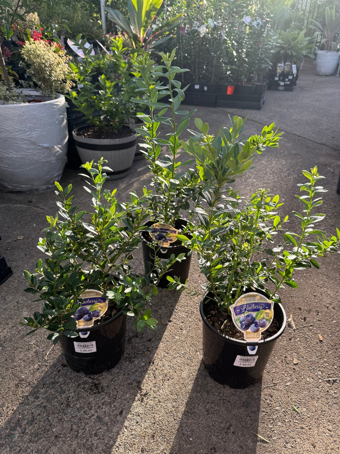 Blueberry 'Sunshine Blue' 200mm Pot - Ladybird Nursery