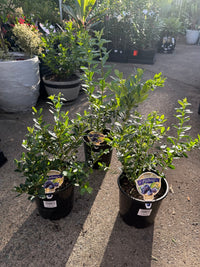 Blueberry 'Sunshine Blue' 200mm Pot - Ladybird Nursery