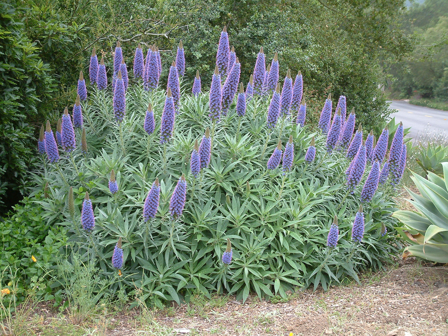 Pride of Madeira (Echium candicans)