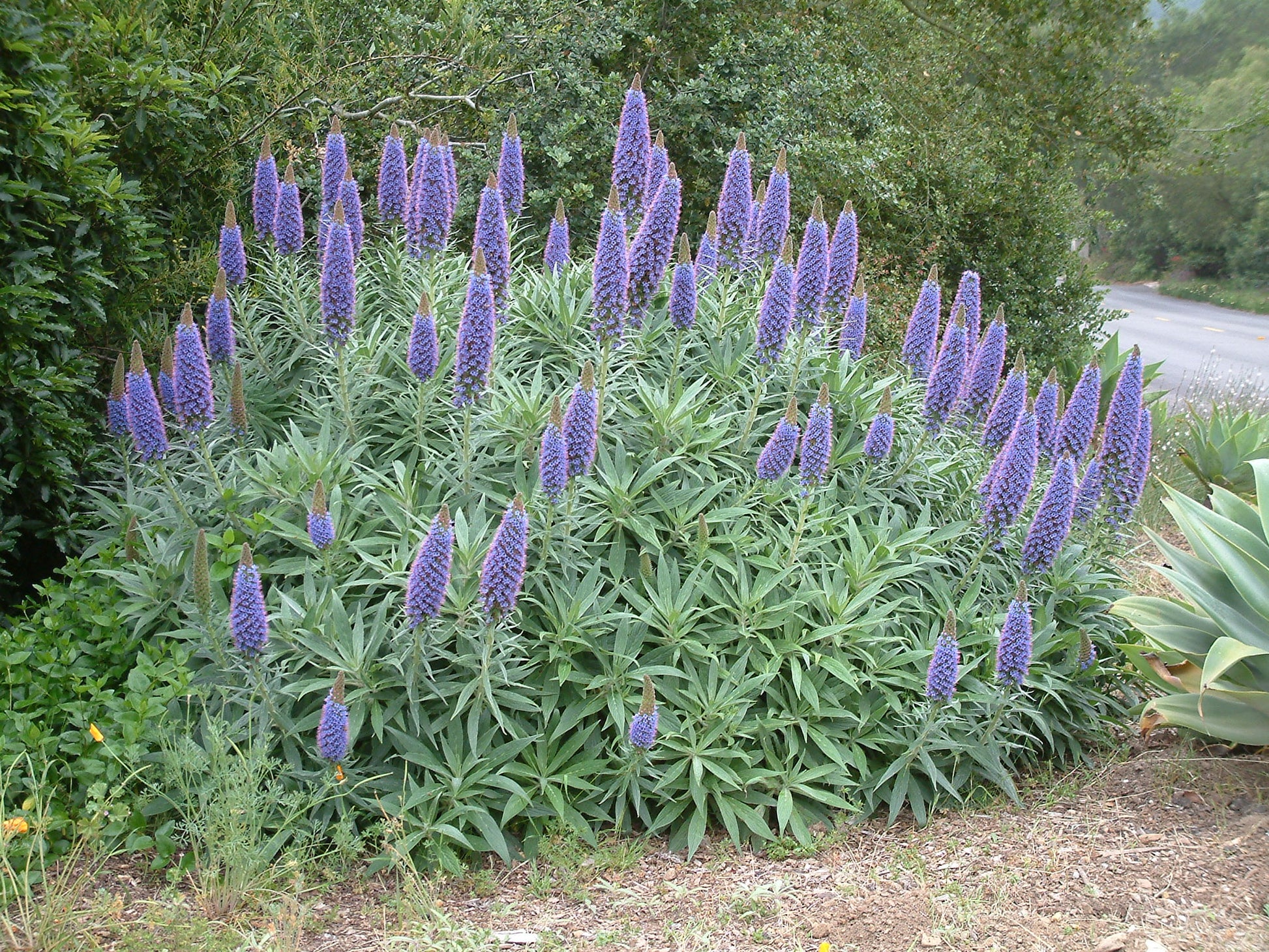 Pride of Madeira (Echium candicans)