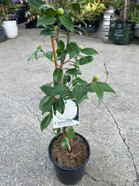 Camellia 'Nuccio's Pearl' (Camellia japonica) - Ladybird Nursery